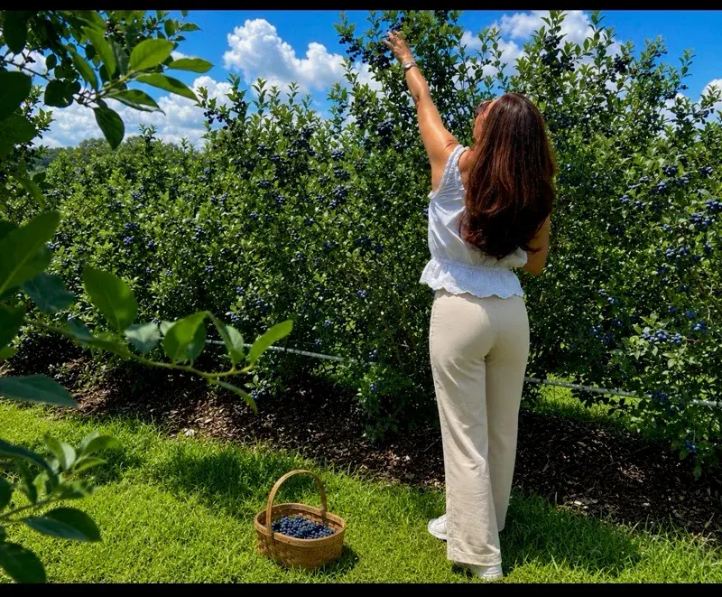 Jessica reaching up to pick blueberries in a sunlit field, a woven basket of berries on the grass at her feet